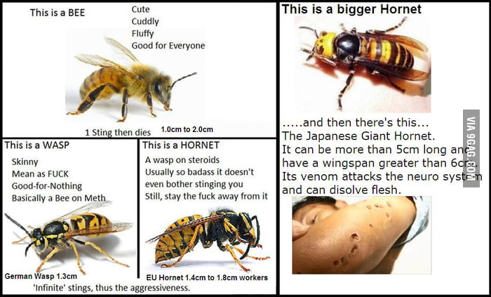 Detail Bee And Wasp Meme Nomer 34