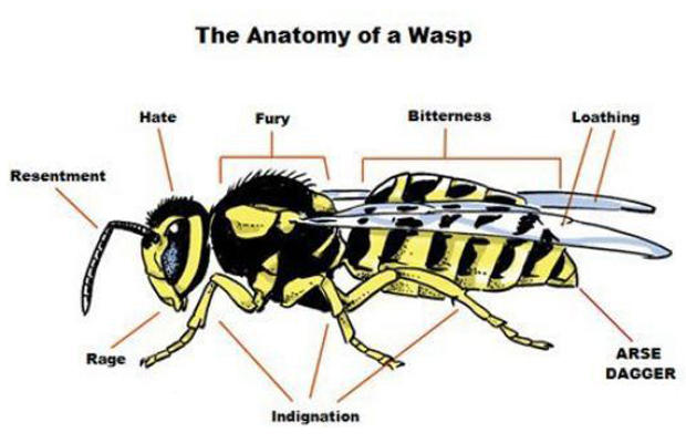 Detail Bee And Wasp Meme Nomer 37