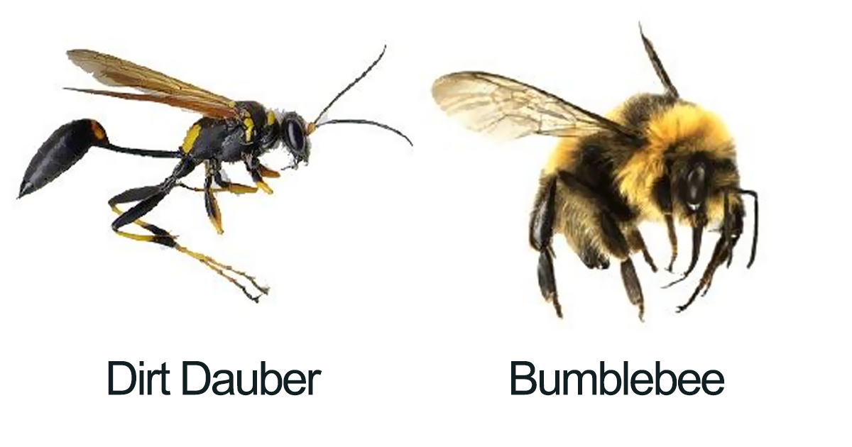 Detail Bee And Wasp Meme Nomer 39