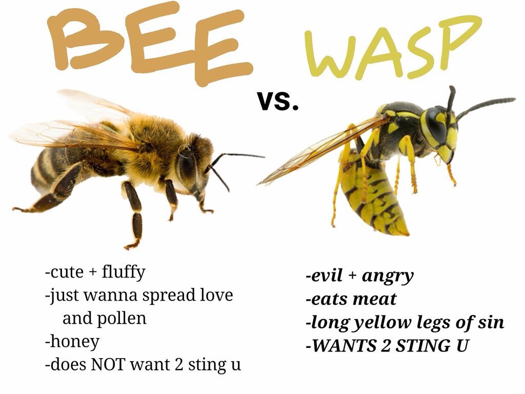 Detail Bee And Wasp Meme Nomer 42