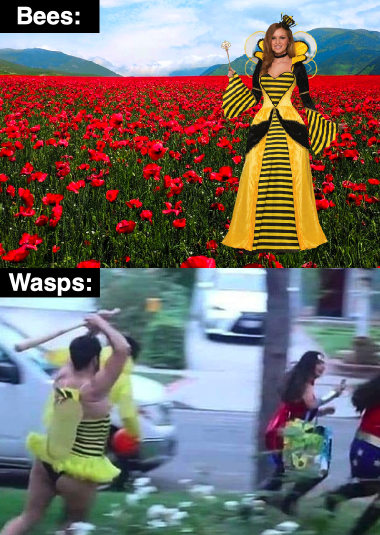 Detail Bee And Wasp Meme Nomer 44