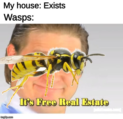 Detail Bee And Wasp Meme Nomer 45