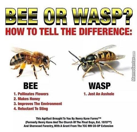 Detail Bee And Wasp Meme Nomer 6