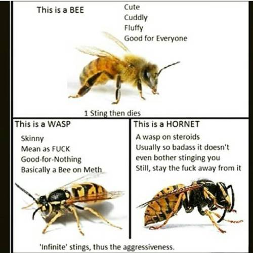 Detail Bee And Wasp Meme Nomer 50