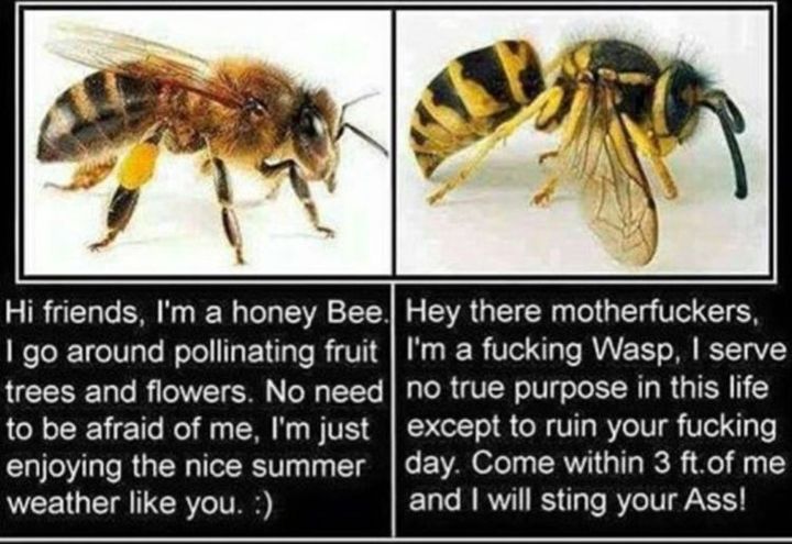 Detail Bee And Wasp Meme Nomer 51