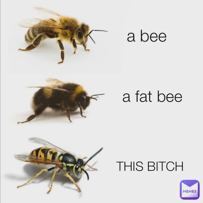 Detail Bee And Wasp Meme Nomer 53