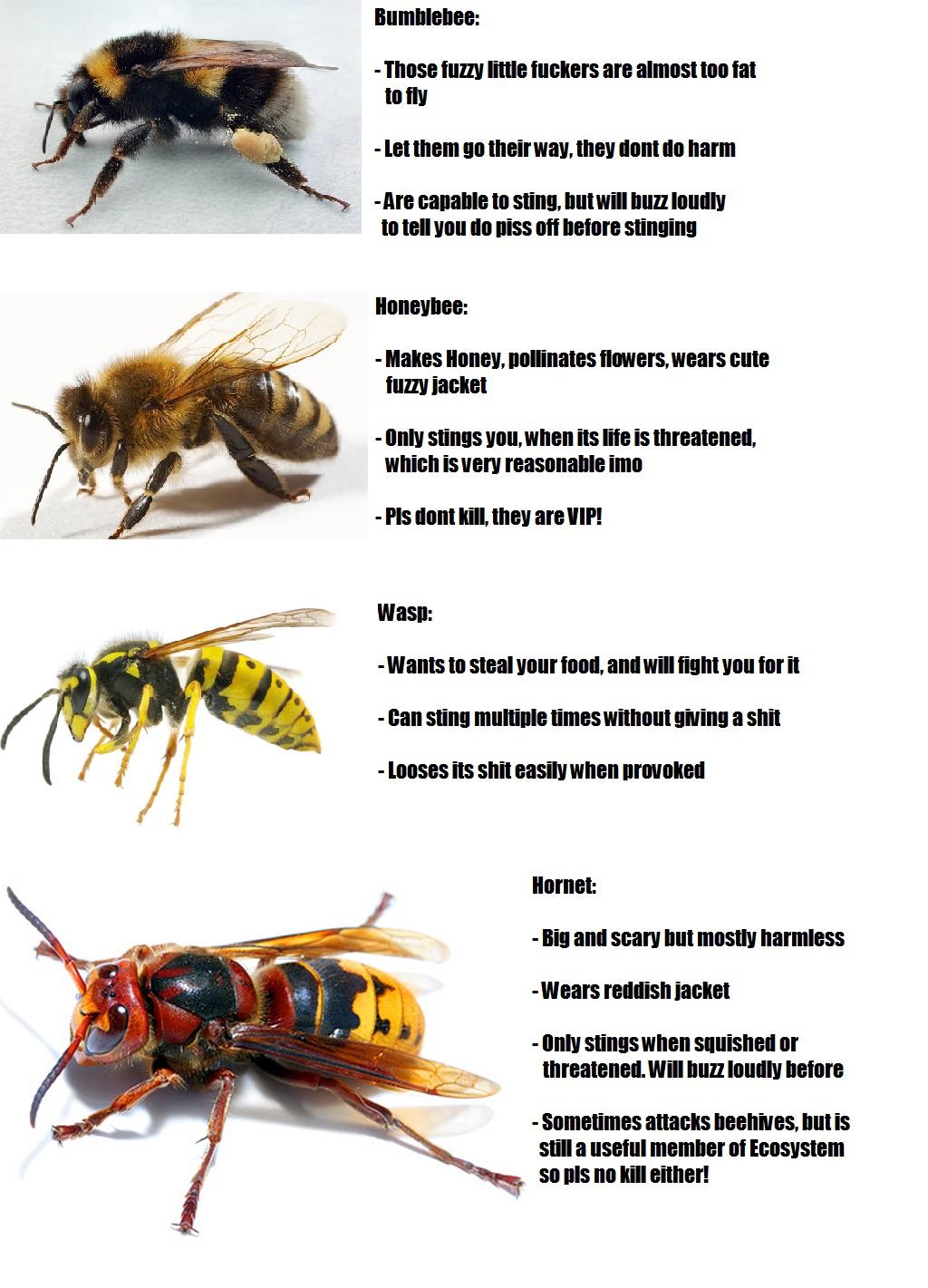 Detail Bee And Wasp Meme Nomer 54