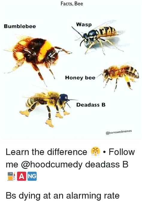 Detail Bee And Wasp Meme Nomer 55