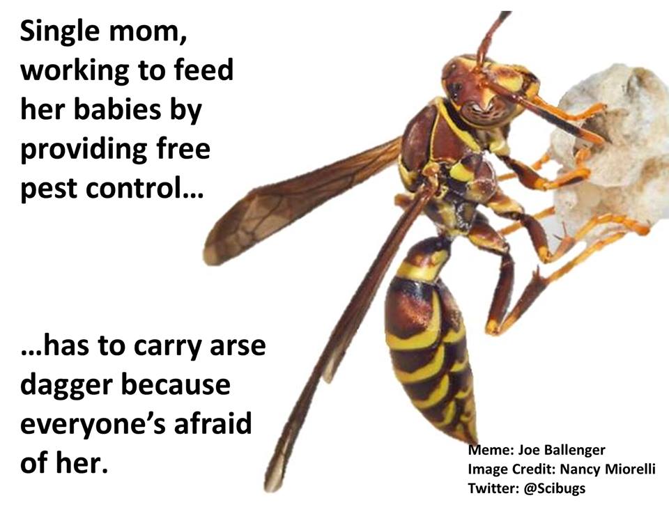 Detail Bee And Wasp Meme Nomer 7