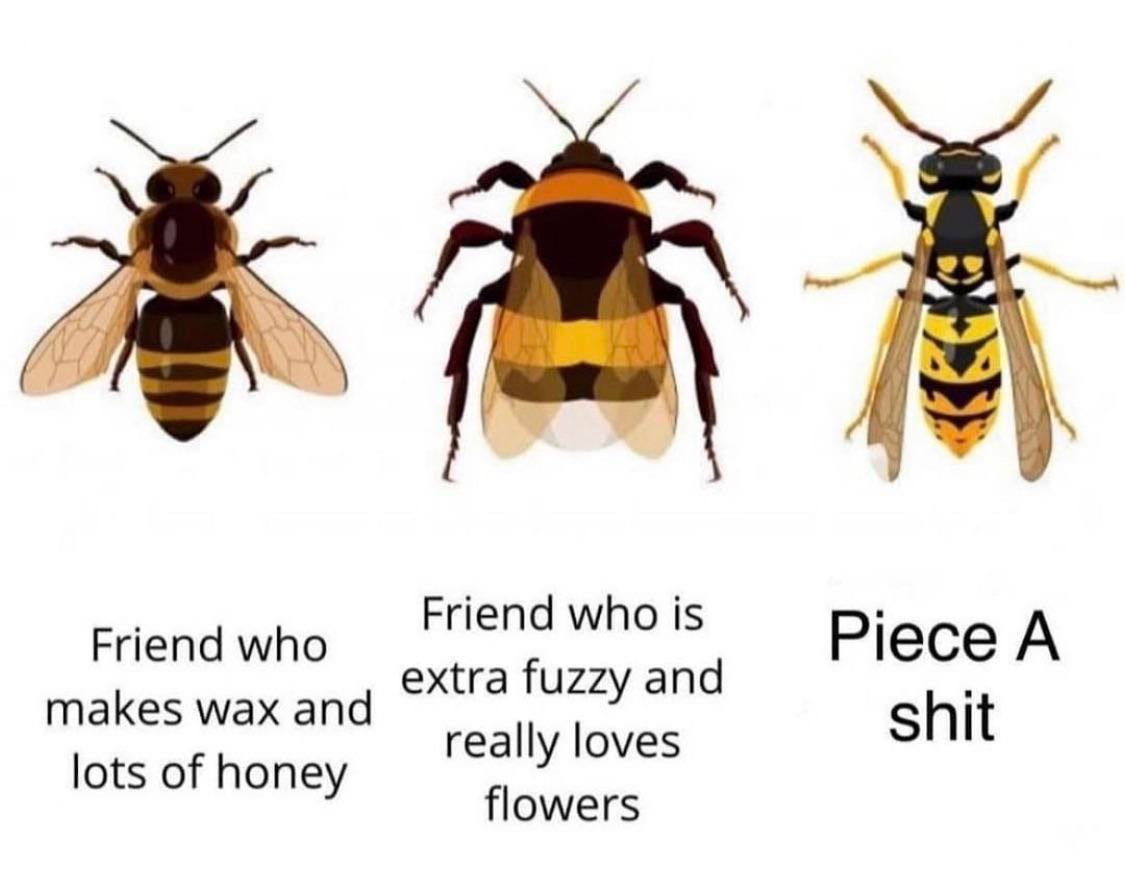 Detail Bee And Wasp Meme Nomer 8