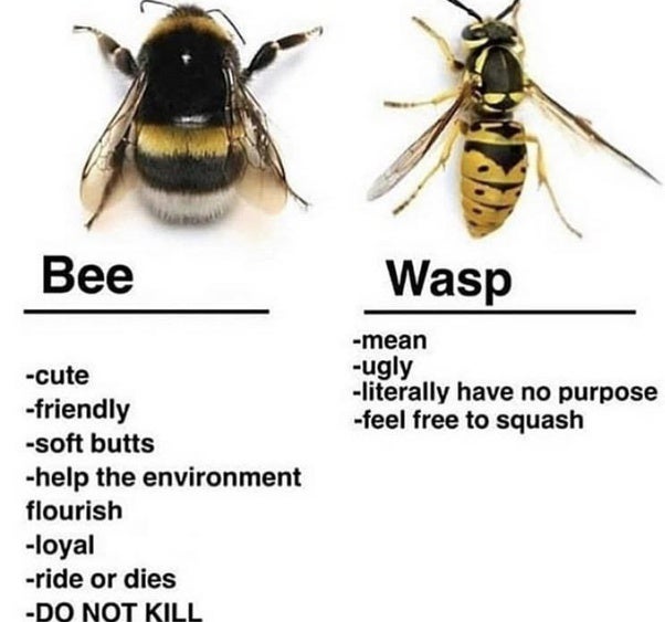 Detail Bee And Wasp Meme Nomer 9