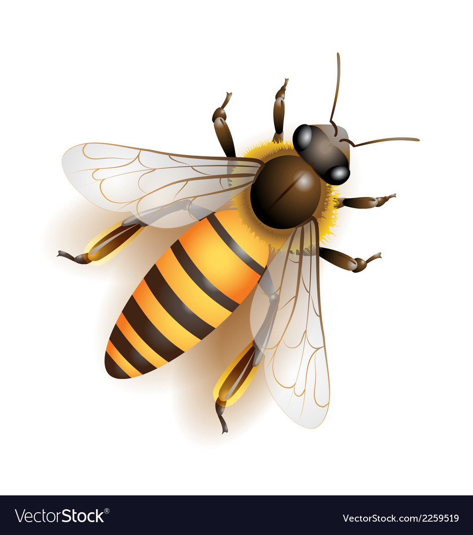 Bee Download - KibrisPDR