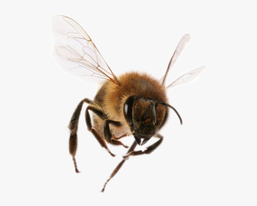 Detail Bee Download Nomer 24