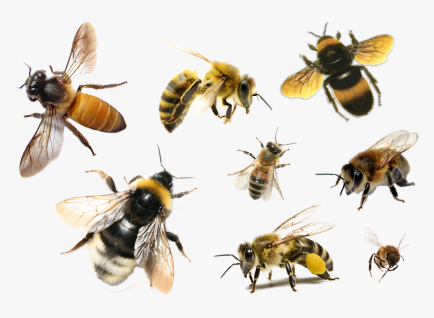 Detail Bee Download Nomer 10