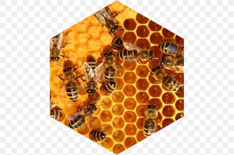 Detail Bee Hive Png Nomer 53