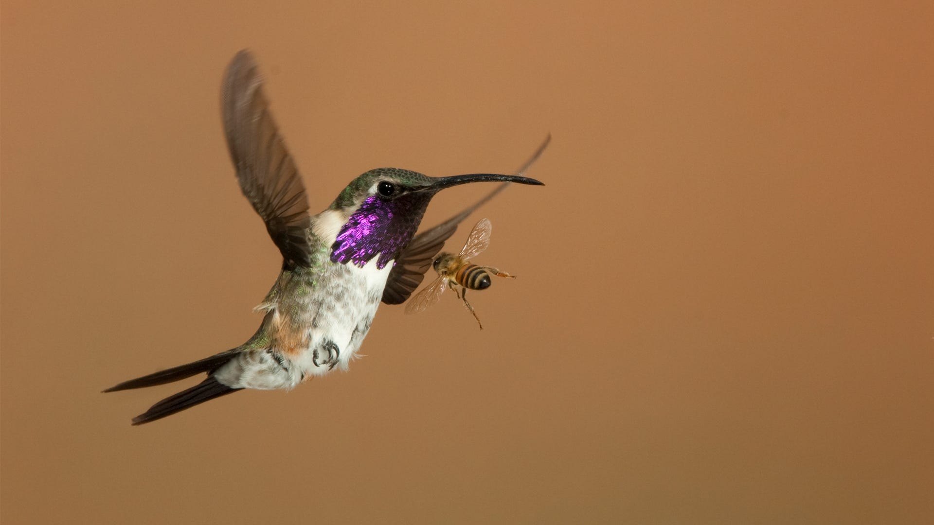 Detail Bee Hummingbird Images Nomer 12