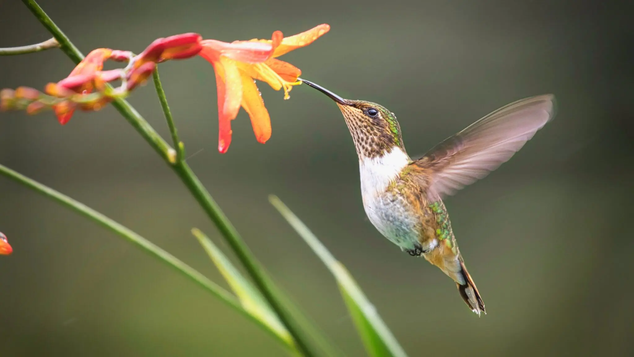 Detail Bee Hummingbird Images Nomer 13