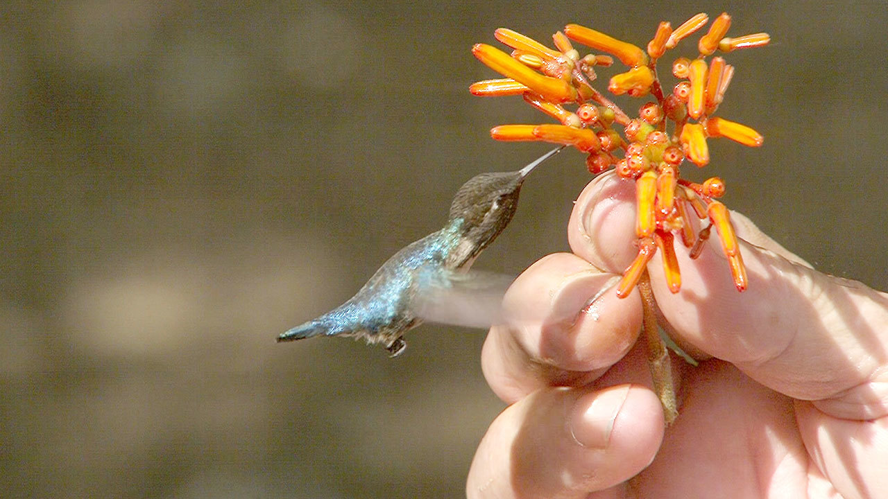 Detail Bee Hummingbird Images Nomer 15