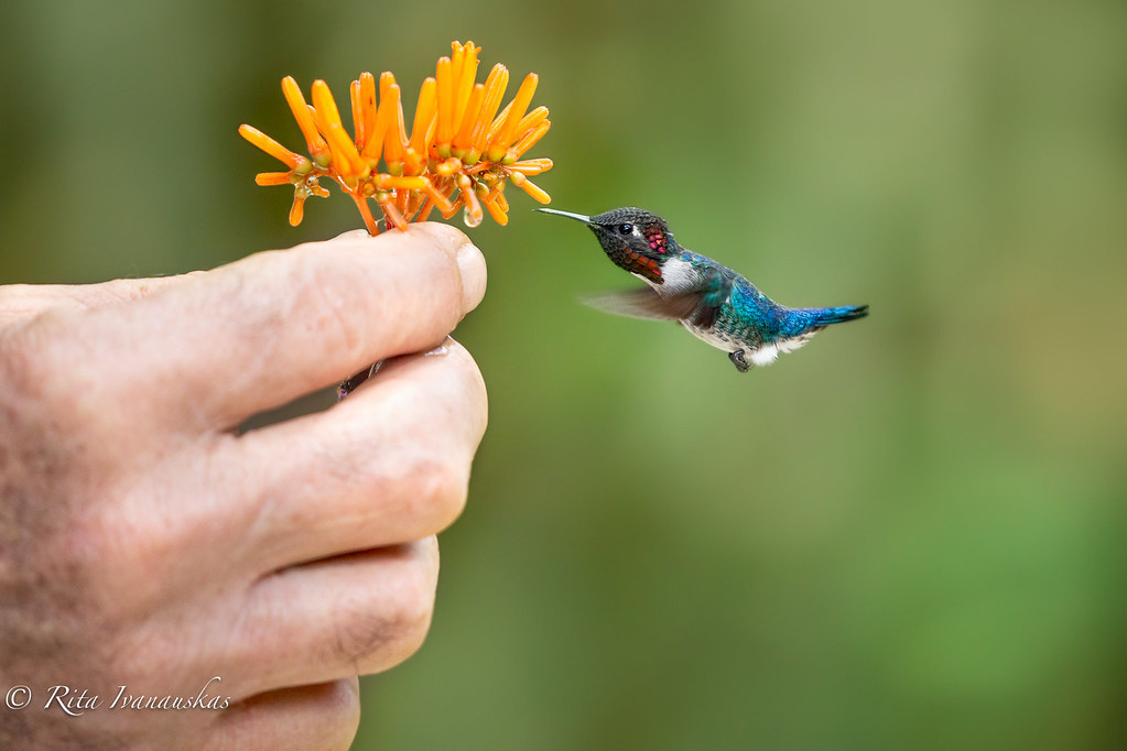 Detail Bee Hummingbird Images Nomer 27