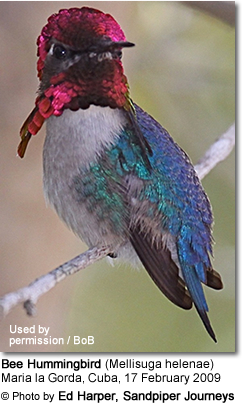 Detail Bee Hummingbird Images Nomer 38