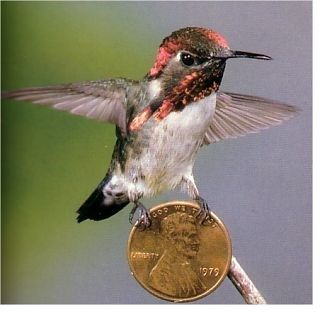 Detail Bee Hummingbird Images Nomer 49