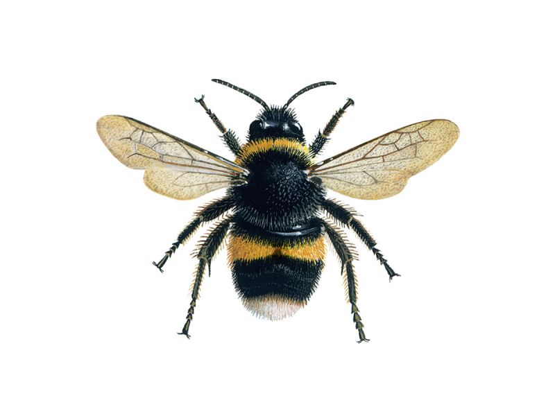 Detail Bee Image Nomer 13