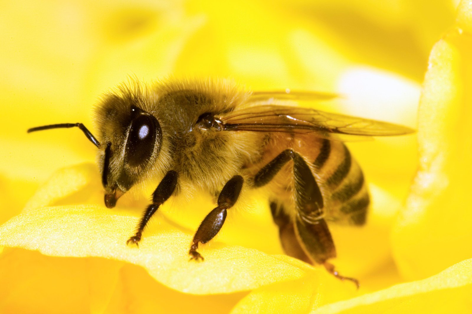 Detail Bee Image Nomer 14