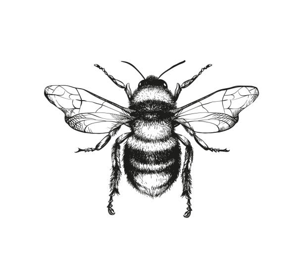 Detail Bee Image Nomer 16
