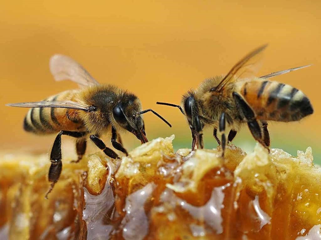 Detail Bee Image Nomer 18