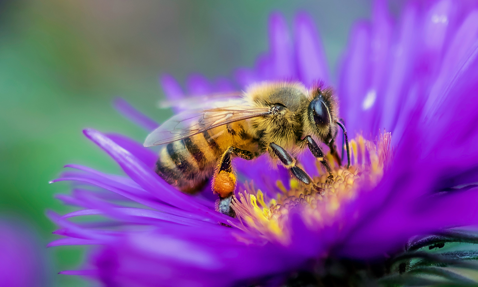 Detail Bee Image Nomer 3