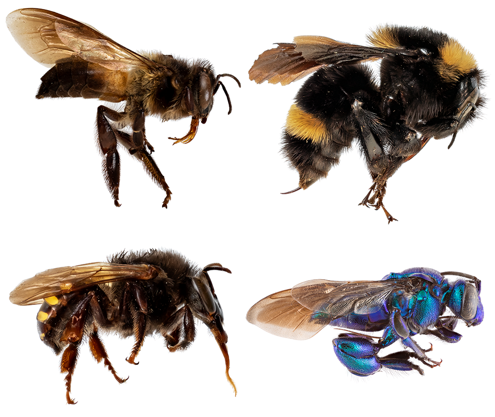 Detail Bee Image Nomer 21