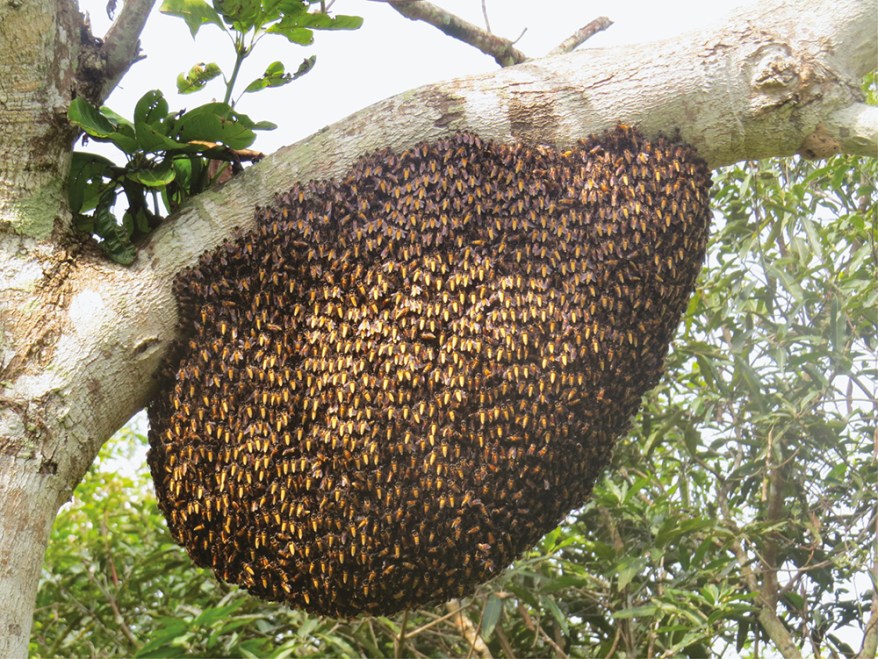 Detail Bee Image Nomer 22