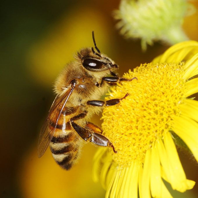 Detail Bee Image Nomer 24
