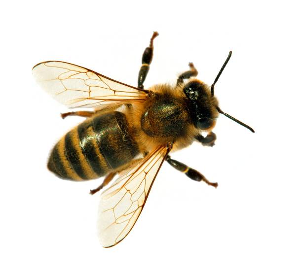 Detail Bee Image Nomer 25