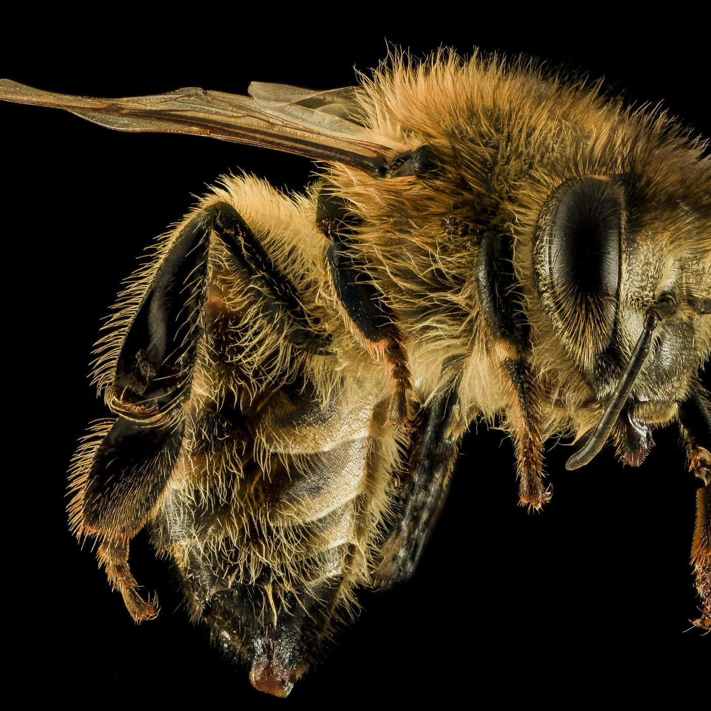 Detail Bee Image Nomer 27