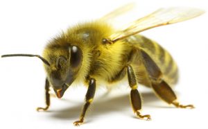Detail Bee Image Nomer 28