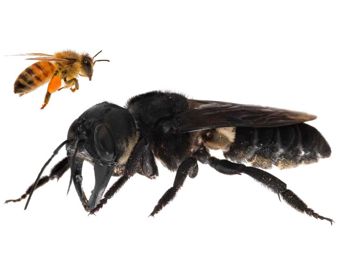 Detail Bee Image Nomer 31