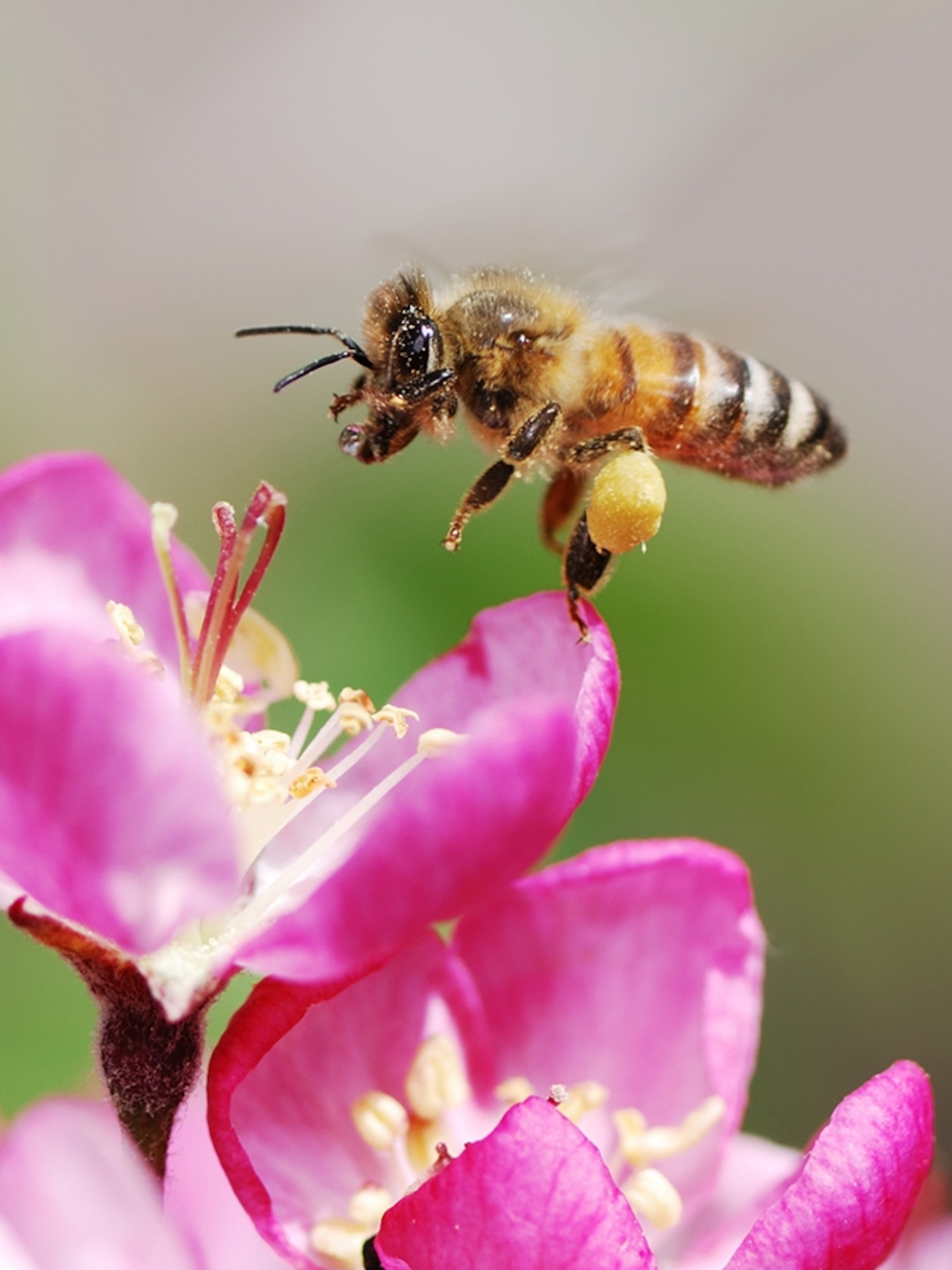Detail Bee Image Nomer 35