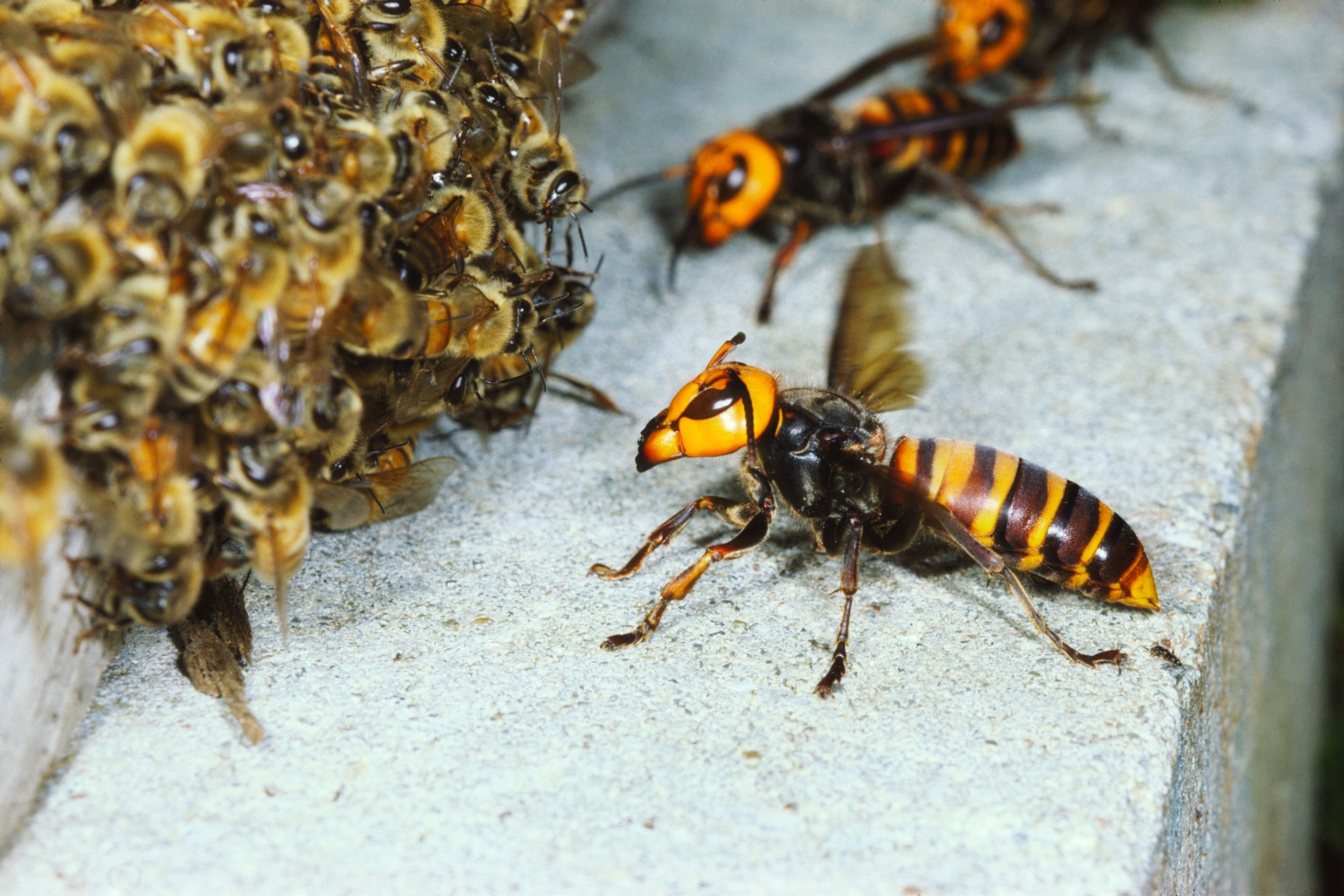 Detail Bee Image Nomer 42