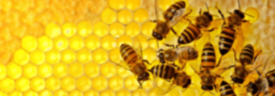 Detail Bee Image Nomer 44