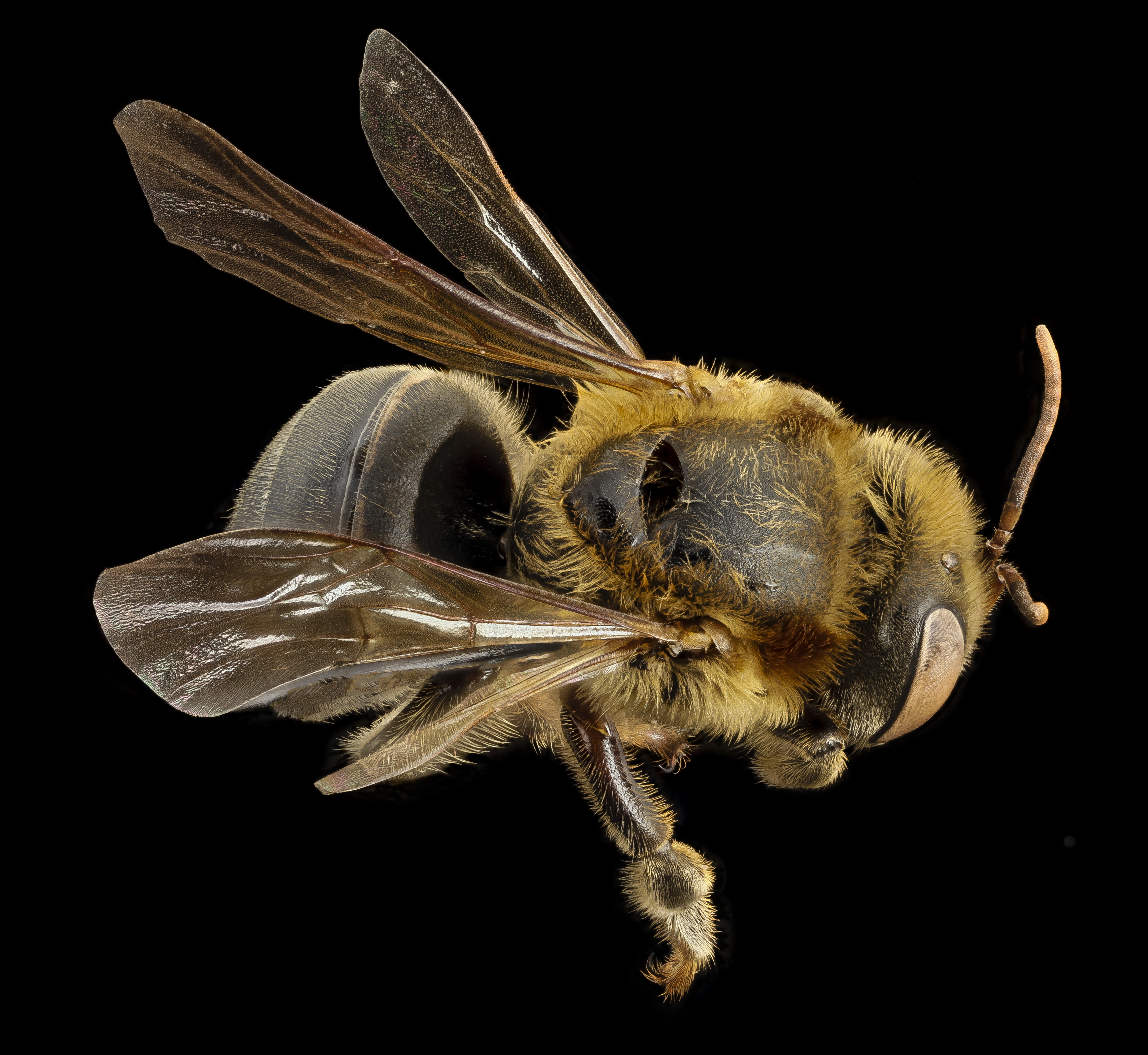 Detail Bee Image Nomer 46