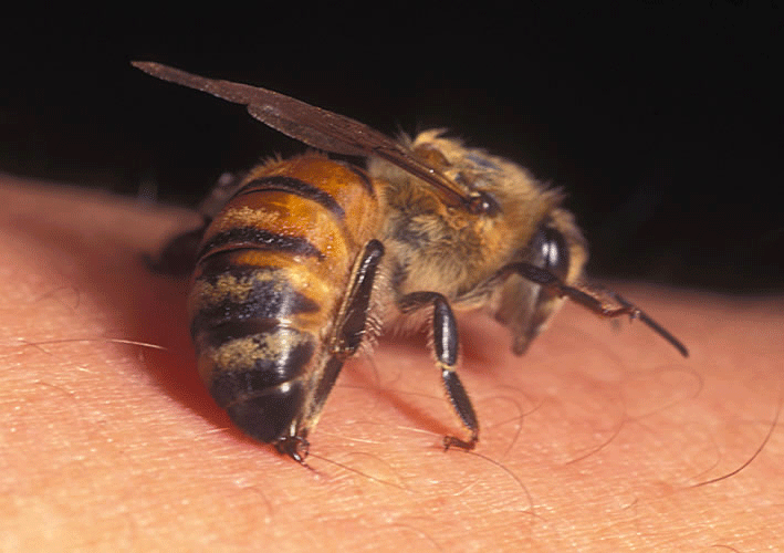 Detail Bee Image Nomer 47