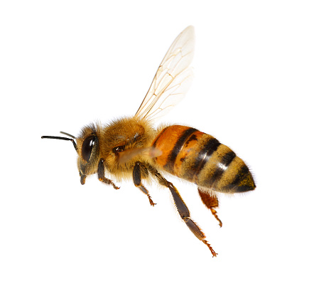 Detail Bee Image Nomer 6