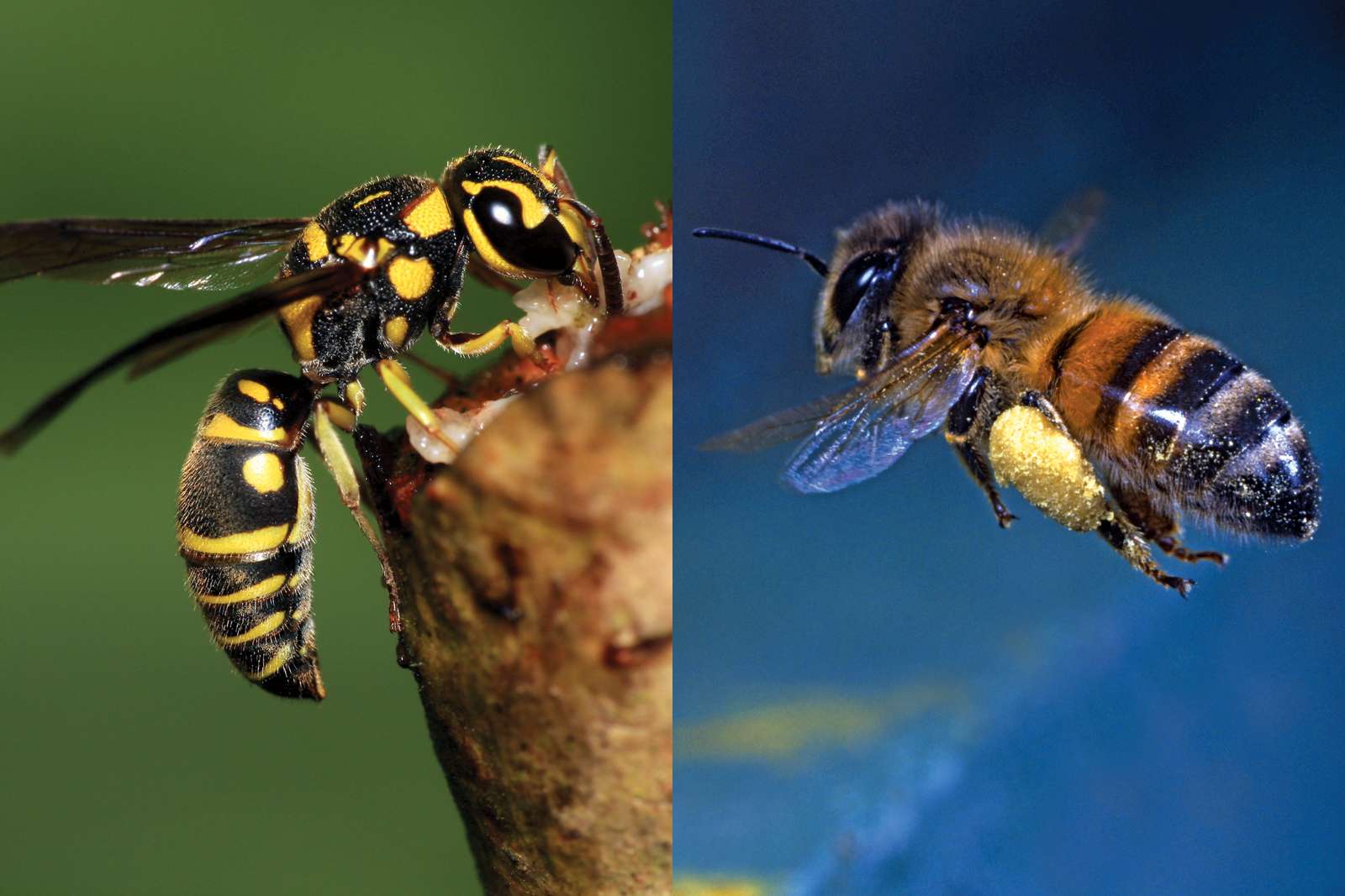 Detail Bee Image Nomer 48