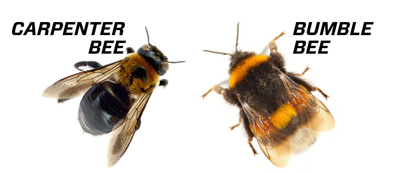 Detail Bee Image Nomer 50