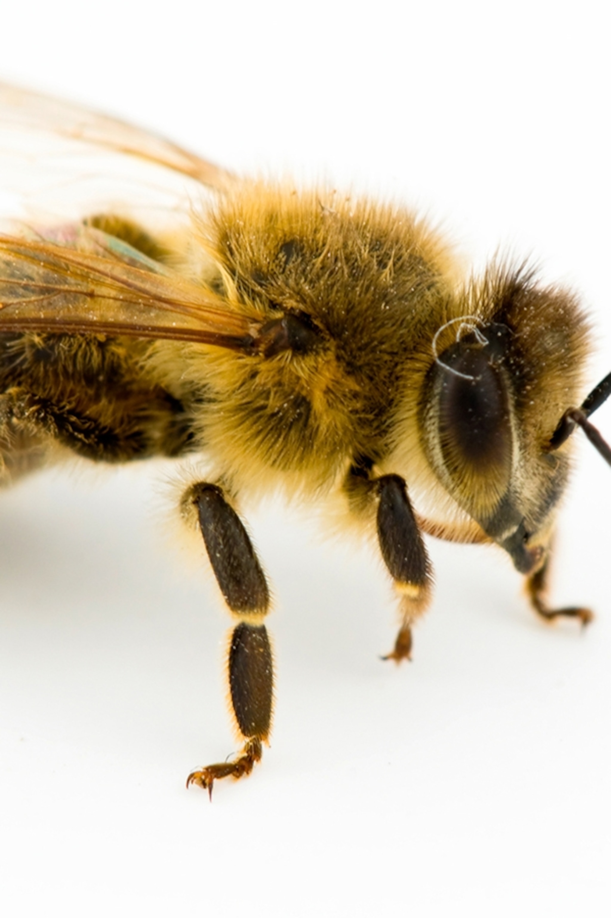 Detail Bee Image Nomer 51