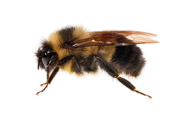 Detail Bee Image Nomer 54
