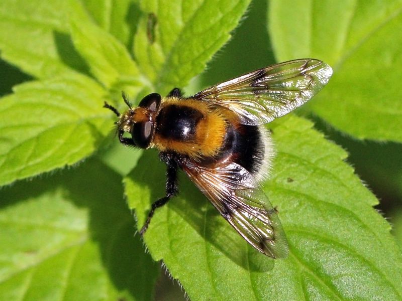Detail Bee Image Nomer 56