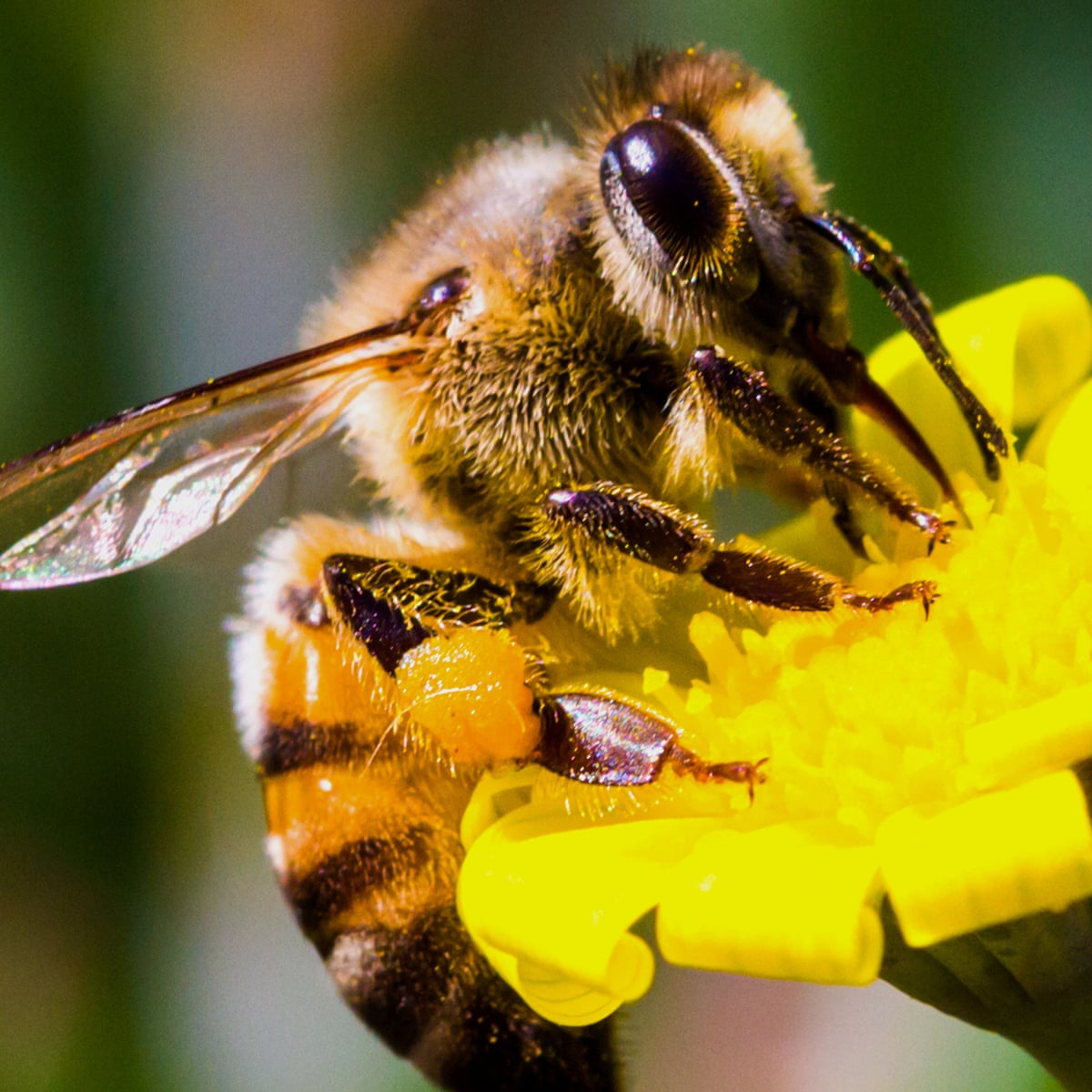 Detail Bee Image Nomer 8