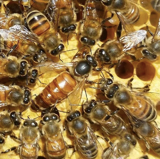 Detail Bee Images Nomer 40